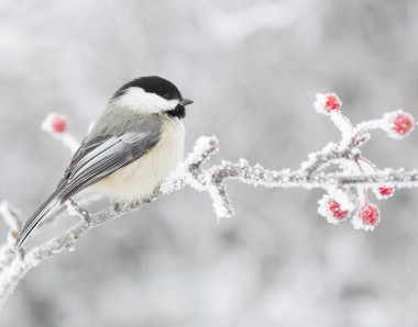 <p>Un carbonero de cabeza negra (<em>Poecile atricapillus</em>) busca alimento durante los duros meses de invierno en Alberta, Canadá. / <a href="http://yourshot.nationalgeographic.com/profile/647784/" target="_blank">Jack Douglas Waller</a></p>