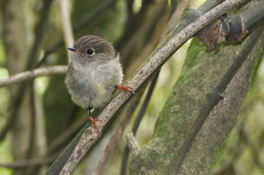 <p>Una hembra de petroica carbonera (<em>Petroica macrocephala</em>) posada sobre una rama en la isla Sur de Nueva Zelanda. La segunda parte de su nombre científico, “macrocephalia”, literalmente significa ‘cabeza grande’, en referencia al gran tamaño del cráneo comparado con otros miembros del mismo género / Jon Sullivan</p>