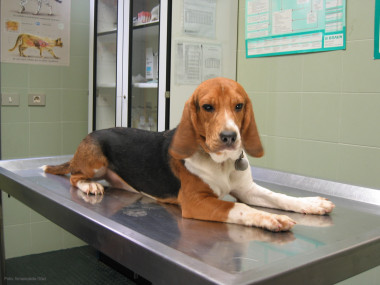 
<!-- START: including template: extension/sinc/design/ezwebin/templates/content/datatype/view/ezxmltags/paragraph.tpl (design:content/datatype/view/ezxmltags/paragraph.tpl) -->
<p>Perro de la raza 