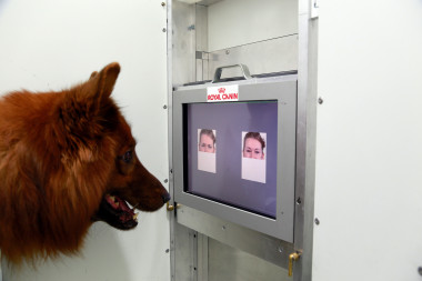 <p>En el experimento los perros tocaron en la pantalla táctil la parte del rostro con el que obtendrían una recompensa. / Anjuli Barber-Messerli Research Institute</p>