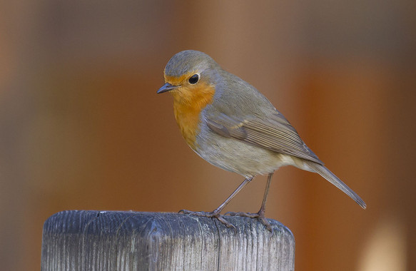 <p>El petirrojo europeo (<em>Erithacus rubecula). </em>/ <a href="http://commons.wikimedia.org/wiki/User:PierreSelim" title="User:PierreSelim" target="_blank">PierreSelim</a>.</p>