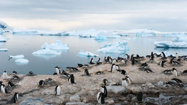 <p>Pingüinos en la Antártida / Universidad de Valencia</p>