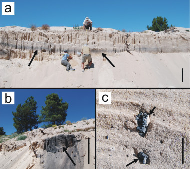 <p>Pinarejos (Segovia). Ejemplo de área de estudio donde se muestrearon algunos paleosuelos en búsqueda de fragmentos de carbón. a. Aspecto de uno de los paleosuelos investigados: nivel más oscuro hacia el cual apunta la flecha (barra de escala: 1m.). b. Afloramiento de carbones en uno de los paleosuelos muestreados (barra de escala: 1m.). c. Fragmentos de carbón recogidos en el paleosuelo PIN C, con una edad superior a los 6.000 años (barra de escala: 1 cm). Imagénes: UAM.</p>
