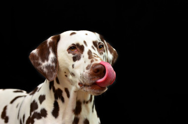 <p>Los dueños alimentan a sus perros con carne y vísceras crudas, lo que puede suponer un riesgo bacteriológico importante, incluso para las personas. / Pixabay</p>