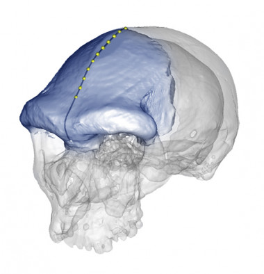 <p>El presente estudio cuantifica la forma de la curva del hueso frontal en poblaciones modernas y extintas. Imagen: E. Bruner y JM de la Cuetara.</p>