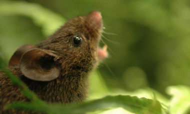 <p>El ratón cantor Alston (<em>Scotinomys teguina</em>) sirve para conocer las funciones cerebrales detrás de la precisión de los turnos vocales / Bret Pasch</p>