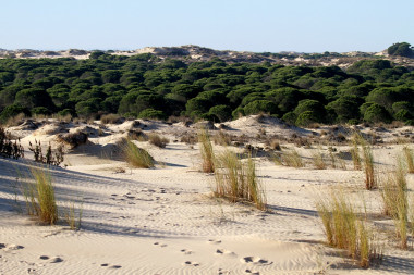 <p/>Parque Nacional de DoÃ±ana. / Pixabay” /><span style=