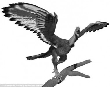 <p>Reconstrucción del plumaje de Archaeopteryx. / Universidad de Manchester</p>