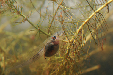 <p>Larva de sapo de espuelas / Estación Biológica de Doñana</p>