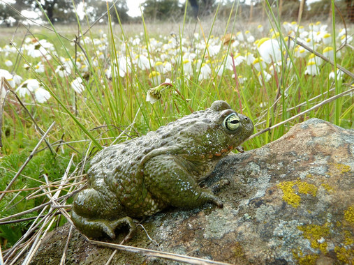 <p>Un sapo corredor<em>, Bufo calamita.</em> / Rafael Márquez </p>