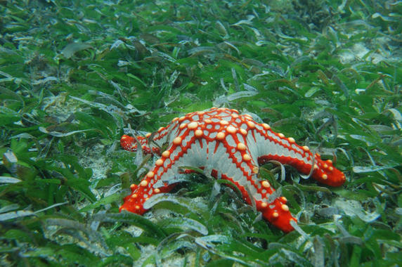 <p><a href="http://plataformasinc.es/index.php/esl/imagenes/inicio/(imagen)/37670" target="_self">Praderas marinas en Tanga</a>. Foto: Jerker Tamelander / UICN.</p>