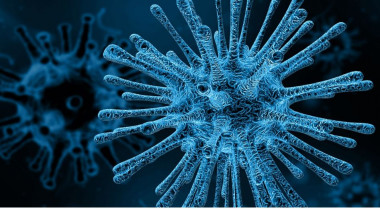 <p>Los principios ecológicos y sociales que se aplican a otros organismos más complejos también pueden ser aplicados a los virus. / Pixabay</p>
