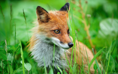 <p>Los zorros rojos (<em>Vulpes vulpes</em>) del noroeste de España presentan niveles bajos de metales tóxicos como el cadmio y el plomo, lo que indica también la buena situación medioambiental de la región. / EOL</p>