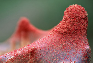<p>Araña roja (Tetranychus urticae) / <a href="https://en.wikipedia.org/wiki/Tetranychus_urticae#/media/File:Red_spider_mite_(Tetranychus_urticae).jpg" target="_blank">Aleksey Gnilenkov</a> </p>