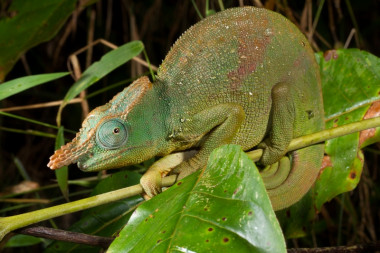 <p>El camaleón gigante con cuernos de cuchilla del Este de Usambara, <em>Kinyongia matschiei</em>, endémico de las montañas del Este de Usambara en Tanzania, ha sido incluido en la lista como ‘amenazado’. / Stephen Zozaya.</p>