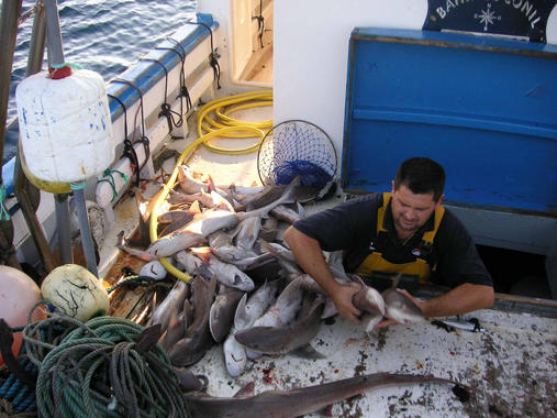 <p>El 99% de las especies marinas en peligro de extinción carece de planes de conservación y se han descartado 70 millones de toneladas de pescado en los últimos 10 años. Imagen: Javier Merchante</p>