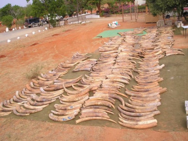 <p>Incautación de marfil de 6,5 toneladas de peso llevada a cabo en Singapur en 2002. / Benezeth Mutayoba, Sokoine University of Agriculture, Tanzania</p>