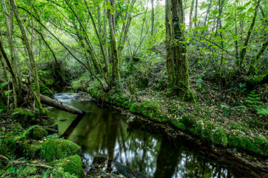 <p>Imagen de un afluente del río Esva, en Asturias. / Xiomara Cantera</p>