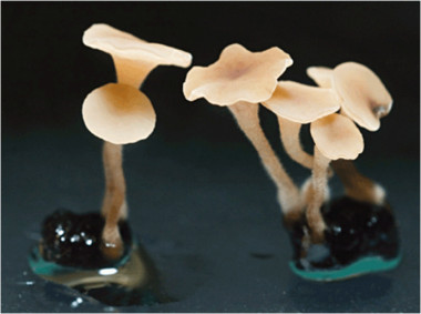 <p>Cuerpo fructífero de <em>Botrytis cinerea</em>, el hongo situado en el segundo puesto de la lista. Imagen: Jan A. L. van Kan</p>