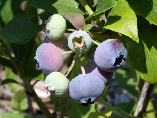 <p>Planta de arándano / Wikipedia</p>