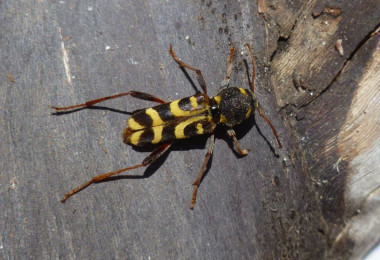 <p>Los investigadores han analizado la plaga de un insecto que causa graves daños en las viñas. En la imagen, un adulto de <em>X. arvicola</em>. / Grupo GUIIAS</p>