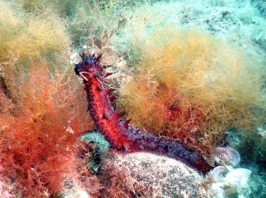 <p/>Pepino de mar del MediterrÃ¡neo ((<em>Holothuria tubulosa</em>). / Renaud Coupa. / <a href=