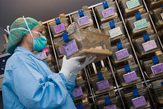 <p>En la foto, el estabulario del Instituto de Investigación Biomédica de Bellvitge. Imagen: IDIBELL.</p>