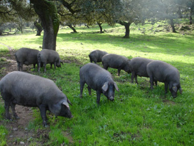 <p>Cerdos ibéricos. Imagen: EEZ/CSIC</p>