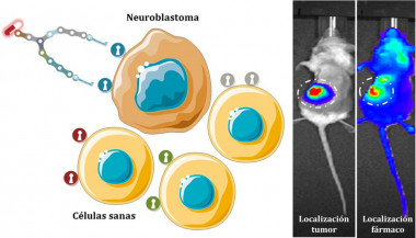 <p>En este trabajo se ha sintetizado una familia de moléculas capaces de unirse de forma específica a una proteína que se encuentra presente en la membrana celular de más del 90 % de las células de neuroblastoma. / Angewandte Chemie-International Edition 58 (2019)</p>