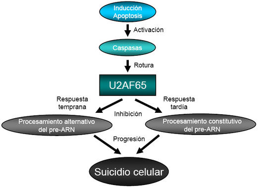 <p><strong>Figura: </strong>Esquema de la inhibición del procesamiento de los pre-ARNs por caspasas durante la apoptosis.</p>