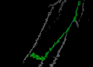 <p class=" text-left">Ejemplo de dendrita piramidal. / Proyecto Cajal Blue Brain</p>