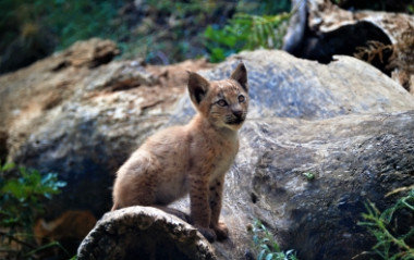 <p>El ejemplar de lince europeo, en el centro de recuperación de animales MónNatura Pirineus / Fundació Catalunya la Pedrera </p>