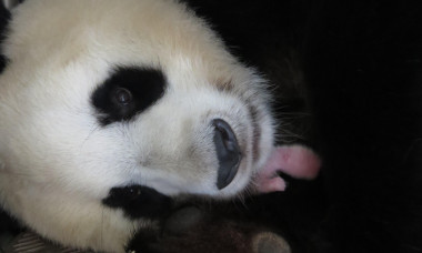 <p>La madre Hua Zui Ba junto a su cría recién nacida. / Zoo Aquarium de Madrid</p>