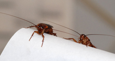 <p>Los científicos proponen un nuevo método que consiste en reducir la reproducción de las cucarachas. / IBE (CSIC-UPF)</p>