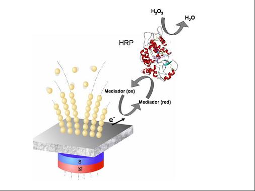 <p> Esquema figurado de la formación de nanocables conductores a lo largo de las líneas de un campo magnético y su aplicación en el diseño de un biosensor enzimático con peroxidasa (HRP). Las dimensiones en la figura no son proporcionales.</p>