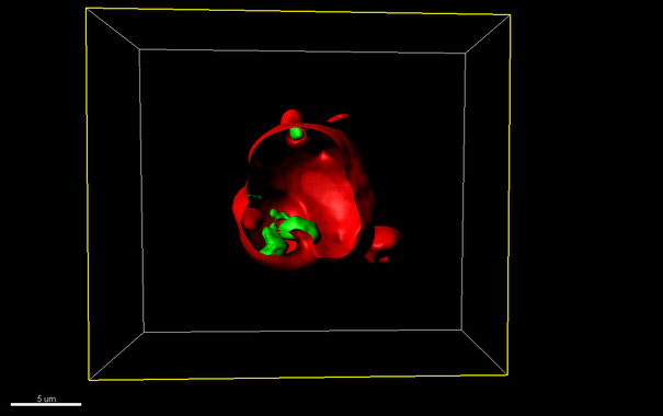 <p>Imagen de microscopía confocal de nanocápsula de liposomas que contiene bacteriófagos. / UAB</p>