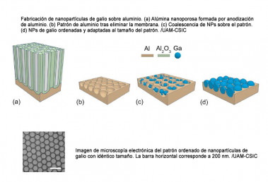 <p class=" text-left">Fabricación de nanopartículas de galio sobre aluminio. (a) Alúmina nanoporosa formada por anodización de aluminio. (b) Patrón de aluminio tras eliminar la membrana. (c) Coalescencia de NPs sobre el patrón. (d) NPs de galio ordenadas y adaptadas al tamaño del patrón. / UAM-CSIC</p>
