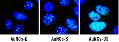 <p>Aumento del daño en el ADN genómico (azul pálido) mediado por <em>nanoclusters</em> de oro (AuNC) bifuncionales (DS) en células madre cancerosas. / Álvaro Somoza.</p>