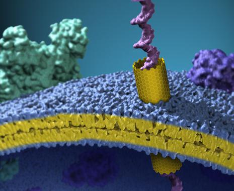<p>Ilustración de un nanotubo de carbono insertado en la membrana celular, y una molécula de ADN pasando por él. / LLNL</p>