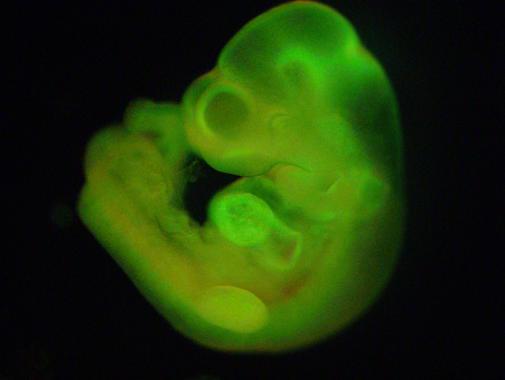<p>Esta imagen ilustraba la investigación publicada en <em>Nature</em>. En ella se observa cómo las células STAP fueron capaces de generar el cuerpo entero del feto de ratón. / Haruko Obokata</p>