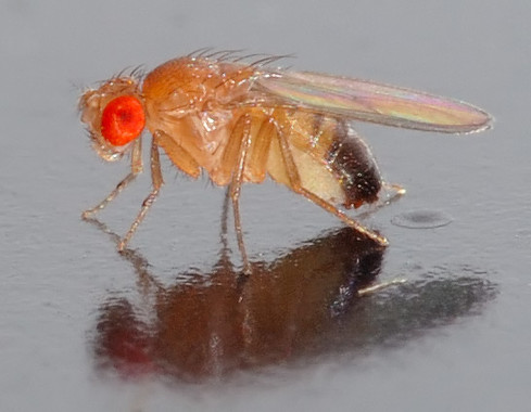 <p>Mosca de la fruta / <a href="https://es.wikipedia.org/wiki/Drosophila_melanogaster#/media/File:Drosophila_melanogaster_-_side_(aka).jpg" target="_blank">André Karwath</a></p>