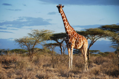 <p>La jirafa reticulada (<em>Giraffa reticulata</em>) en el Parque Nacional de Samburu en Kenia. Antes considerada una subespecie, se convierte ahora en una nueva especie de jirafa, gracias a los nuevos análisis genéticos. / Julian Fennessy</p>