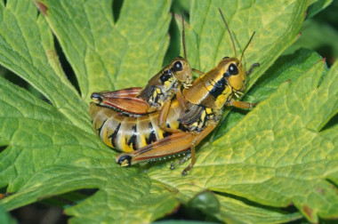 <p>Los saltamontes <em>Podisma pedestris</em> son uno de los invertebrados que se pueden encontrar en el Parque Nacional Suizo. / Thomas Reich, WSL</p>