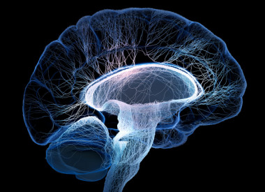 <p>El cerebro humano está constantemente procesando datos para realizar valoraciones estadísticas. / Fotolia</p>
