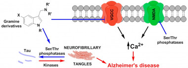 <p class=" text-left">Esquemática del mecanismo de acción neuroprotectora de los derivados de gramina. Neurofibrillary tangles: ovillos neurofibrilares. VGCC: canales de calcio dependientes de voltaje. NMDA: receptores de glutamato sensibles a N-metil-D-aspartato. / UAM</p>