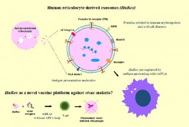 <p>Los investigadores han probado el uso de exosomas derivados de reticulocitos humanos como base para desarrollar una vacuna contra la malaria vivax. / ISGlobal</p>