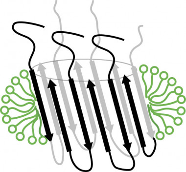 <p>Diagrama de la estructura en forma de barril presumiblemente adoptada por agregados de beta amiloide en la membrana celular de neuronas. / Natàlia Carulla, IRB Barcelona</p>
