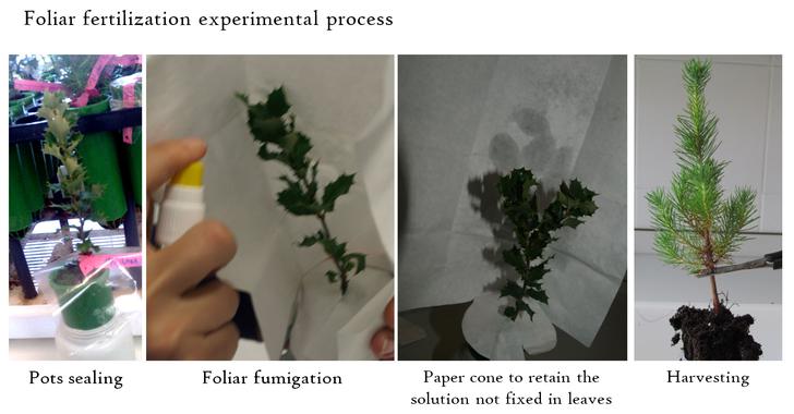 <p>Proceso experimental de fertilización foliar. / UPM</p>