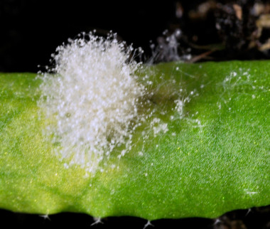 <p>La hormona jasmonato ayuda a defenderse a las plantas infectadas por patógenos, como este hongo <em>Botrytis</em>. / Andrea Chini, CNB-CSIC</p>