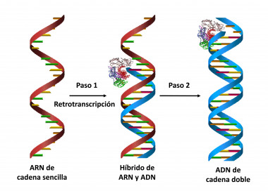 <p>Representación gráfica de la síntesis de ADN por parte de la retrotranscriptasa del VIH. | UAM</p>